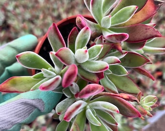 Echeveria Red Ruby  Plant