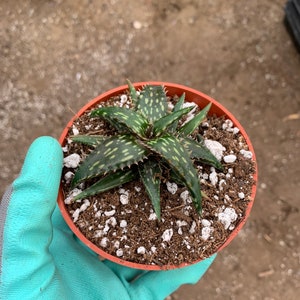 Minuature Aloe | Aloe Jacunda | 4&quot; Pot