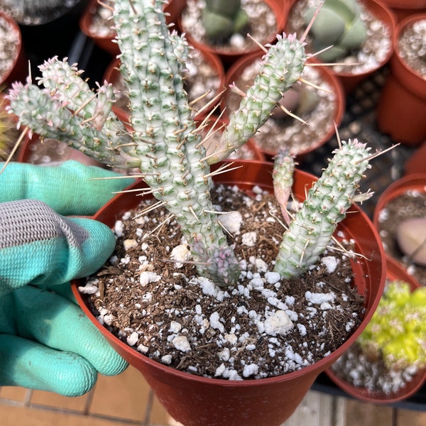 Euphorbia mammillaris | Corn cob