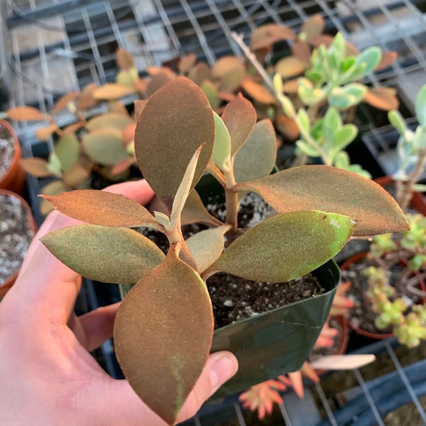 Cactiandexotica Kalanchoe | Copper Spoons