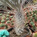 see more listings in the Succulents section