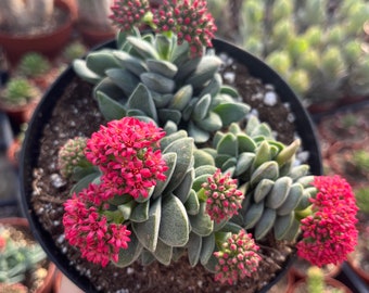 Crassula | Morgans beauty