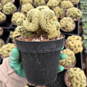 Mammillaria elongata cristata | Brain Cactus 4&quot; pot