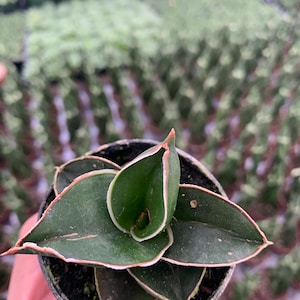 Sansevieria Samurai