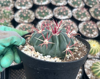 Cactiandexotica | Ferocactus latispinus |  Devil's Tongue | 6" Pot