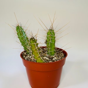 Cactiand Exotica Echinocereus Ladyfinger Cactus