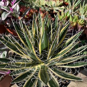 Agave Shira ito no Ohi