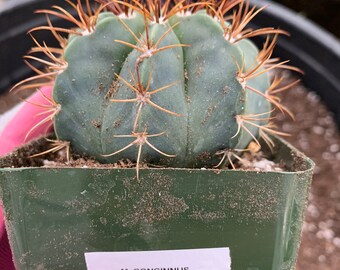 Melocactus azureus Species Turk’s Cap 100 Fresh Seeds Beautiful Blue Color Cacti