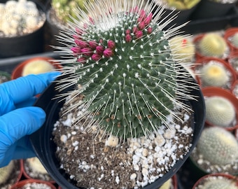 Cactiandexotica | Mammillaria spinosissima | Un Pico