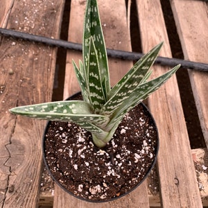 Aloe variegata Tiger aloe image 4