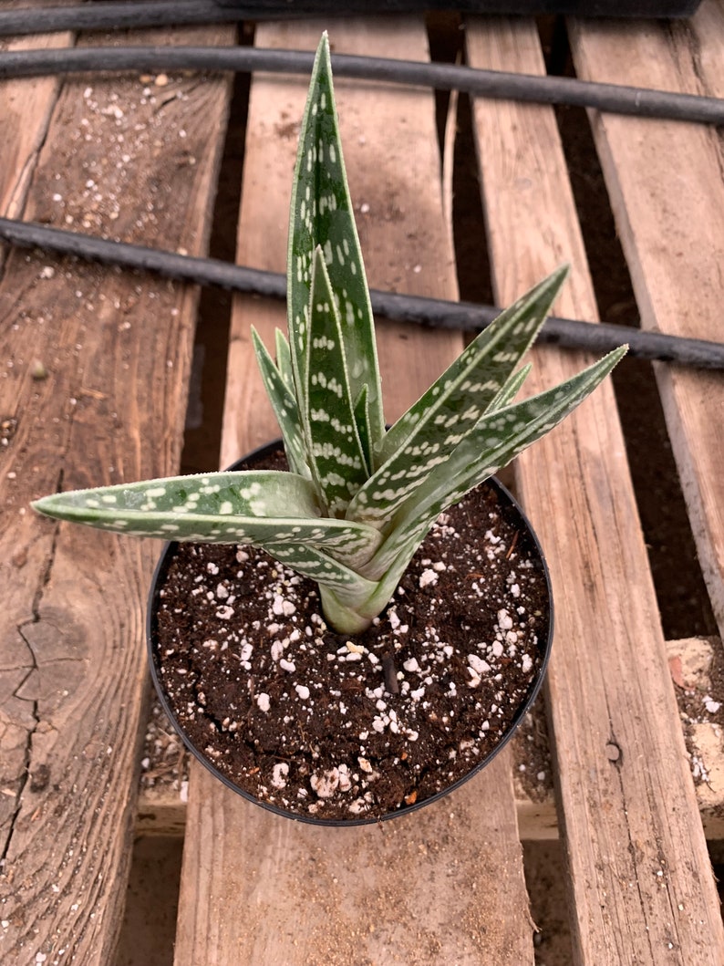 Aloe variegata Tiger aloe image 4
