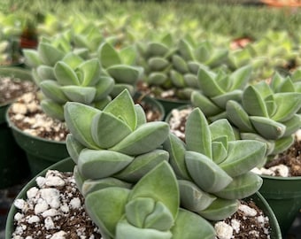 Crassula Moonglow