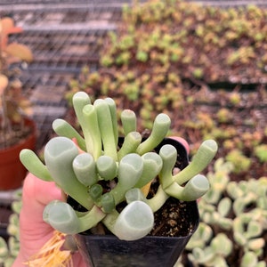 Cactiandexotica Fenestraria | Baby Toes