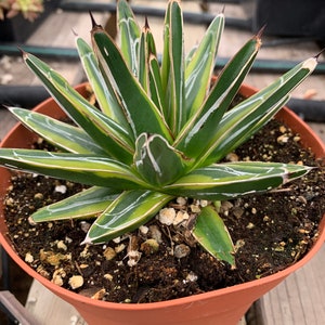 Agave Victoria Reginae variegated