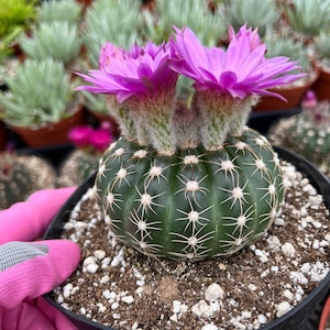 Notocactus uebelmannianus 4 and 6 Pot image 1