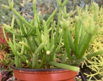 Cactiandexotica | Rhipsalis Mistletoe Cactus