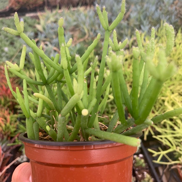 Cactiandexotica | Rhipsalis Mistletoe Cactus