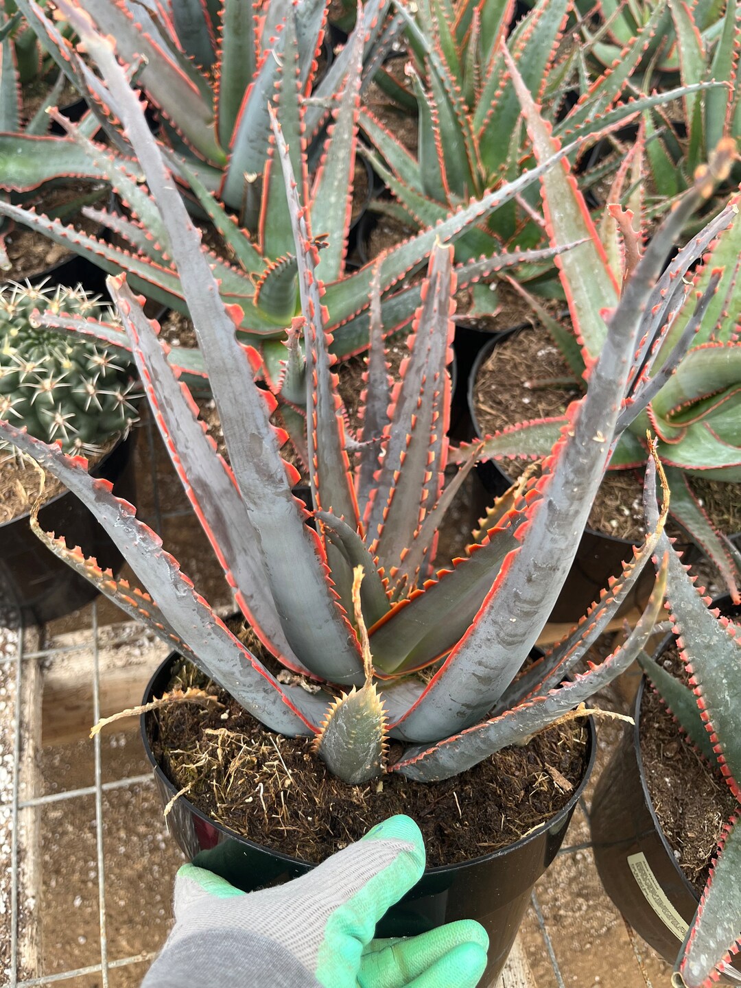 Aloe Swordfish Large 8 Pot Etsy