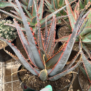 Aloe Swordfish Large | 8&quot; Pot