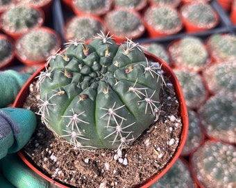 Gymnocalicium chin cactus