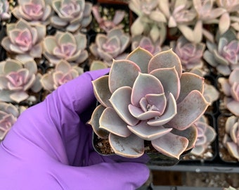 CactiandExotica | Echeveria Perle von Nurnberg