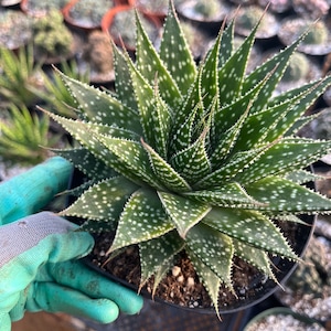 Aristaloe aristata | 6&quot; pot