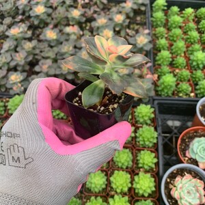 Echeveria---Chroma