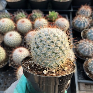 Cactiandexotica | Mammillaria Bombycina Pincushion cactus