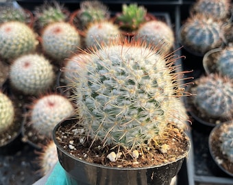 Cactiandexotica | Mammillaria Bombycina Pincushion cactus