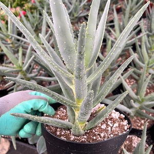Aloe Quiver tree