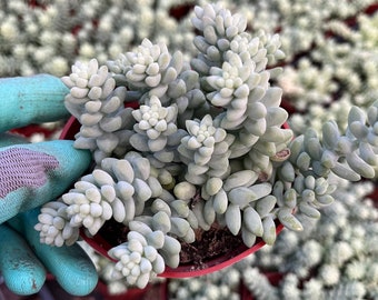 Sedum  Burro's Tail