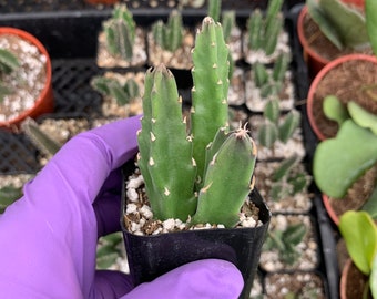 Cactiandexotica | Stapelia glandiflora | pink flower