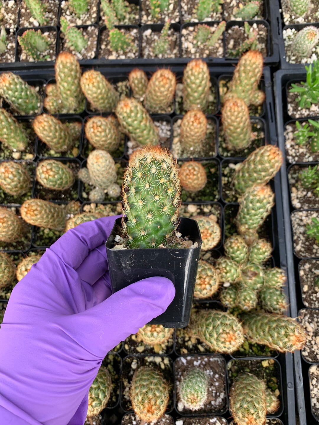 Mammillaria Copper King Etsy