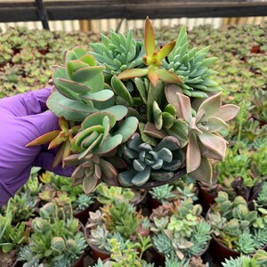 Succulent mix---6&quot; pot