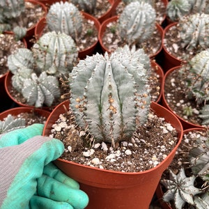 Euphorbia Snowflake