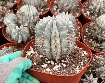 Euphorbia Monstrose - Etsy