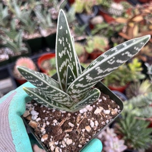 Aloe variegata Tiger aloe image 1