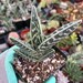 see more listings in the Succulents section