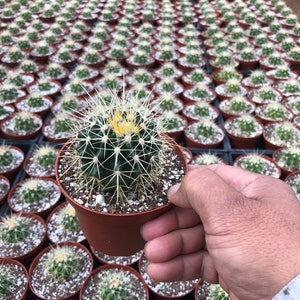 Cactiandexotica Echinocactus grusonii | Golden Barrel cactus