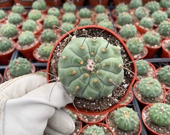 Cactiandexotica Matucana madisoniorum