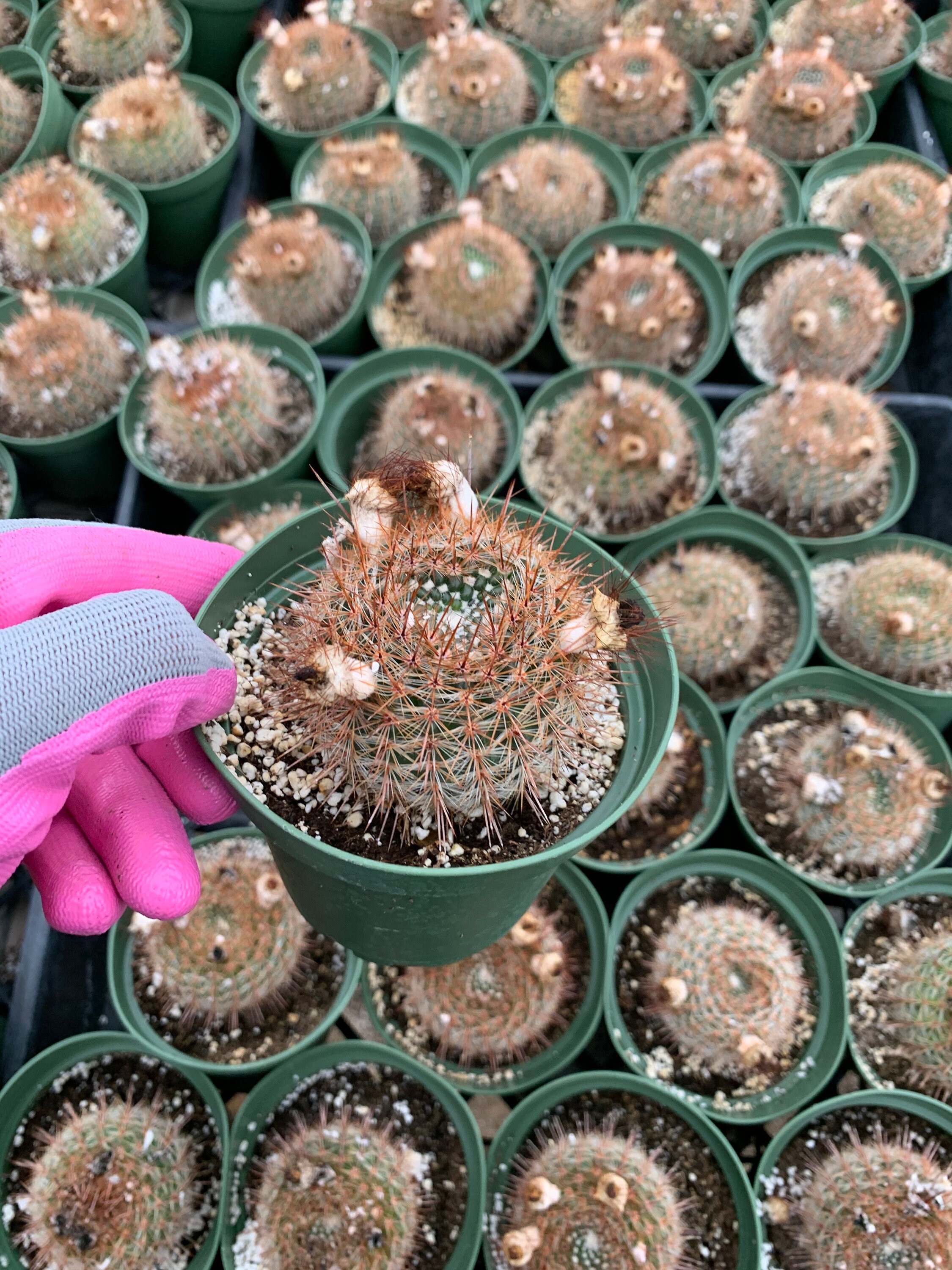 Cactiandexotica Parodia erubescens | Ball Cactus