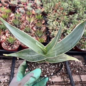 Coral Aloe