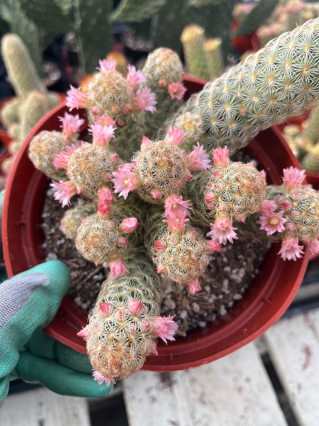 Ladyfinger Cactus Mammillaria Elongata 6 Pot Houseplant Etsy