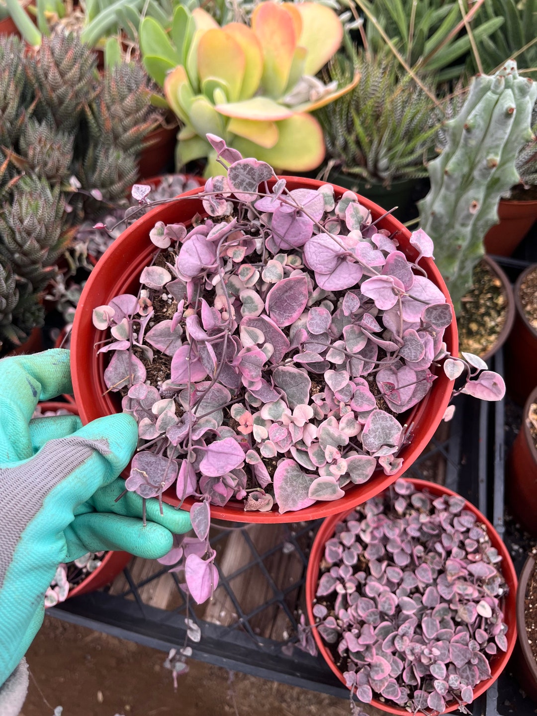 6 String of Hearts Etsy