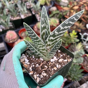 Aloe variegata Tiger aloe image 5