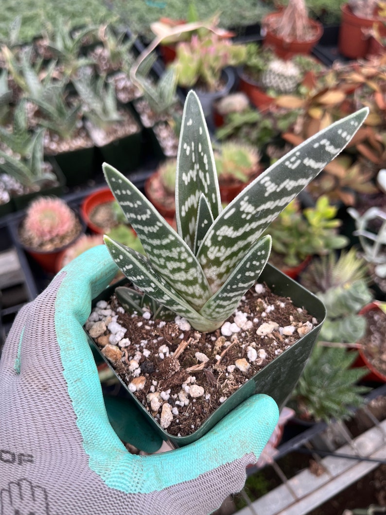 Aloe variegata Tiger aloe image 5