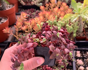 CactiandExotica | Crassula— Calico Kitten