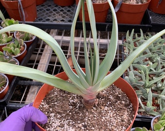 Fan aloe | Kumara aloe | plicatillis