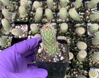 Cactiandexotica | Mammillaria sphacelata