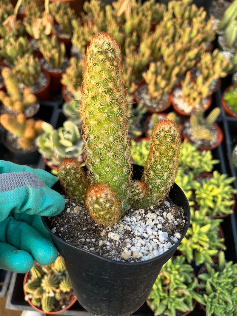 Mammillaria Copper King Etsy